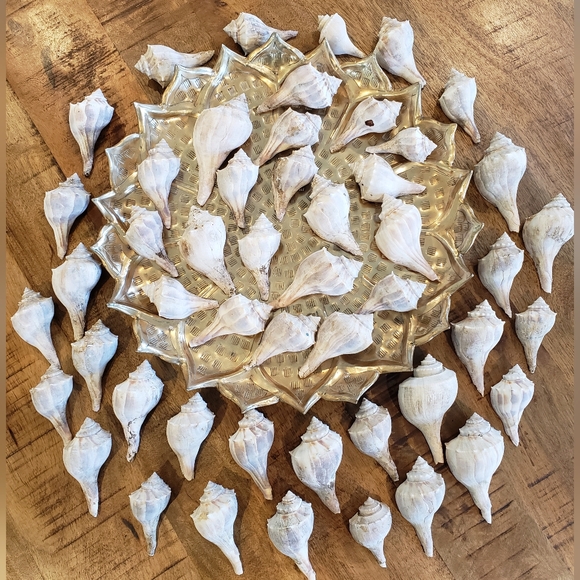 Beautiful Collection Of Whelk Sea Shells - Lot Of 50 - Picture 1 of 8